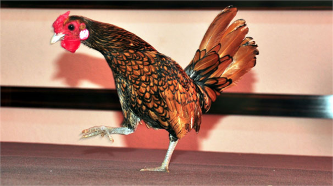 Yumurtası 20 liradan alıcı buluyor