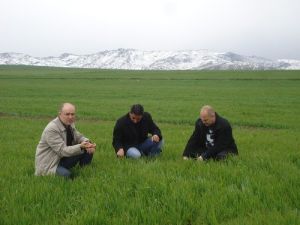 Buğdayda Sarı Pas Hastalığı RİSKİ Oluştu