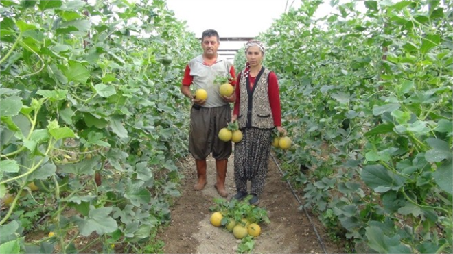 Türkiye nin İlk Kavun Hasadı Silifke de Başladı