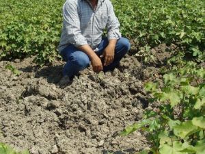 Kocabaş Verimli Tarım Arazileri Sanayi ve Konuta Kurban Ediliyor