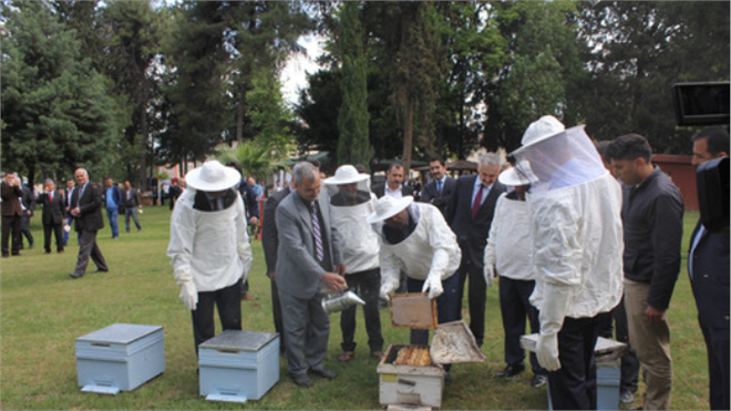 Çukurova da Sezonun İlk Narenciye Balı Hasadı Yapıldı