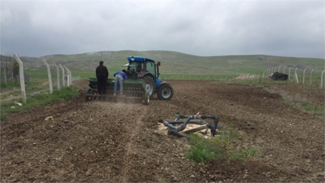 Kulu da 10 Dekarlık Alana Deneme Amaçlı Karabuğday Ekildi