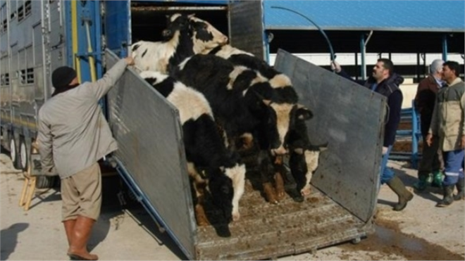 Batmanda Canlı Hayvan Nakilleri İçin Eğitim Kursu Veriliyor