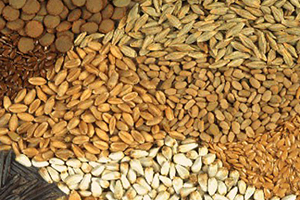 Tohumculuk Yetkilendirme ve Denetleme Yönetmeliği nde Değişiklik