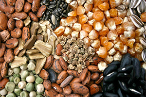 Tavşanlı da Çiftçilere Ücretsiz Tohum Dağıtımı