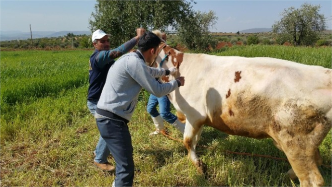 Kilis te Büyükbaş Hayvanlara Çiçek Aşısı Yapılıyor