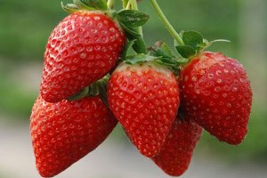 TZOB Türkiye çilekte dünya üçüncüsü