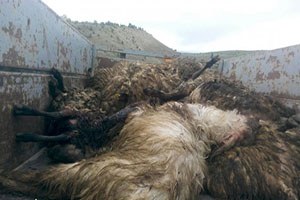 Elazığ da kurtlar koyun sürüsüne saldırdı