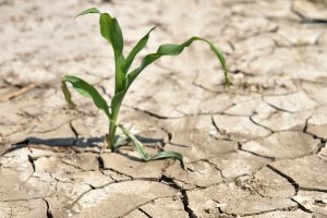 Tarım Toprakları Elden Gidiyor