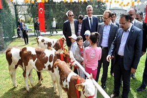 Uşak ta En Güzel Buzağı Yarışması Düzenlendi