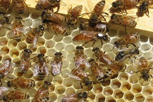 Çevre Kirliliği Arı Ölümlerini Arttırdı