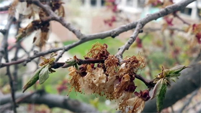 Gümüşhane yi Don Vurdu