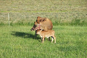Bitki Tohumlama ve Hayvan Besiciliği Semineri