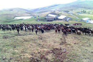 Domuzlar Koyun Sürüsüne Daldı 5 Koyunu Öldürdü