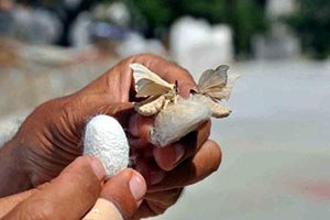 Bilecik te İpekböcekçiliği Çalışmaları