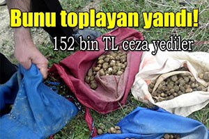 O tohumu topladılar 152 bin TL ceza yediler