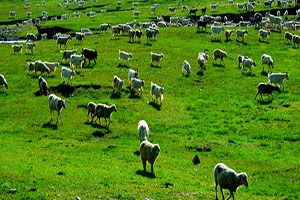 Kavak ta Hayvan Yetiştiricilerine Uyarı
