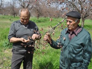 Malatya Kayısısını Don Vurdu