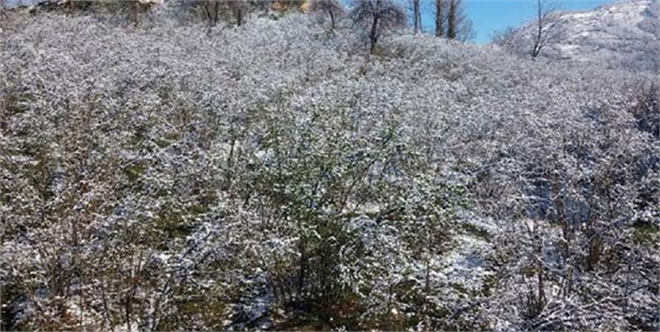 Fındığı Don Vurdu