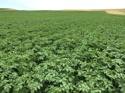 Türkiye de İlk Kez Bir Özel Sektör Firması Yerli Patates Tohumu Tescil Ettirdi