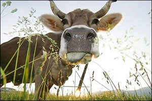 Ardahan daki Şap Karantinası