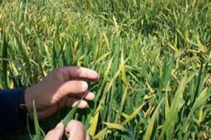 Buğdayda Septorya Hastalıklarına Dikkat