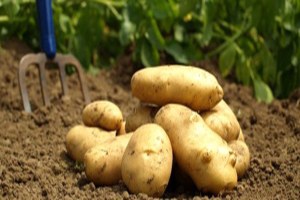 Turfanda Patatesin Kilosu 600 Liraya Satıldı Kral a da Gönderilecek