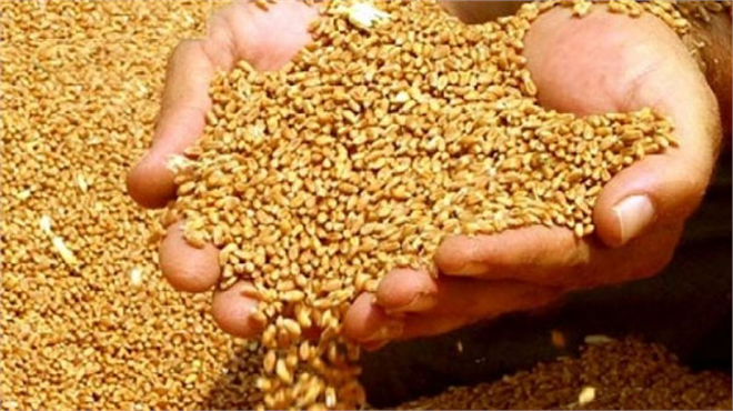 Buğdayda tarihi rekolte beklentisi