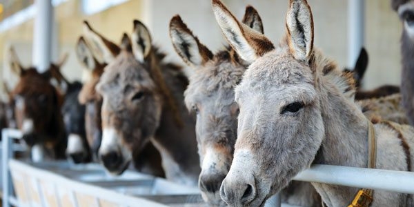 Eşek sütü rafa giriyor