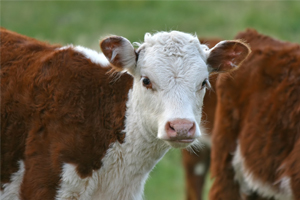 2015 Yılında Yapılacak Besilik Materyal Üretim Buzağı Desteklemesi