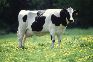 2015 Yılında Yapılacak Hayvan Hastalığı Tazminatı Desteklemeleri