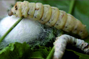 2015 Yılında Yapılacak İpekböceği Yetiştiriciliğinin Desteklenmesi