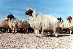 İvesi Koyunları Yaza Hazırlanıyor