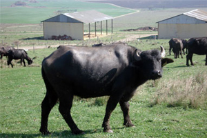 2015 Yılında Yapılacak Malak Desteklemesi