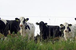 2015 Yılında Yapılacak Besilik Materyal Üretim Anaç Sığır Desteklemesi