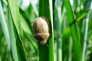 Kırıkkale de Süne Zararlısıyla Mücadele