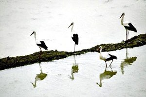 Leylekler Tarım Arazilerinde Yiyecek Aradı