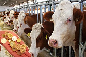 Yem Fiyatları Gerekçesi İle Ramazan Öncesi Kırmızı Ete Zam Sinyali