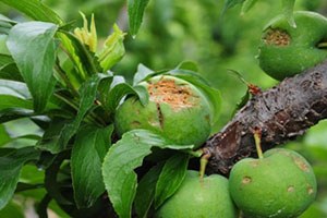 Adana da dolu üreticiyi vurdu