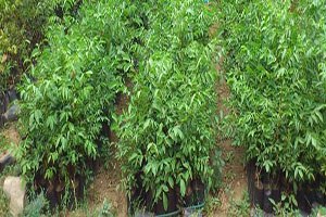 Elazığ da 100 bin ceviz fidesi üretilecek