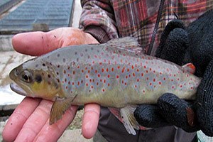 Su ürünleri genetik kaynaklarının tescili