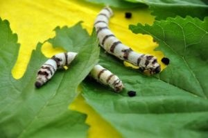 Bursa da ipekböcekçiliği tarım desteğiyle ayağa kaldırılacak