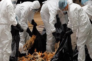 İşte kuş gribinin faturası