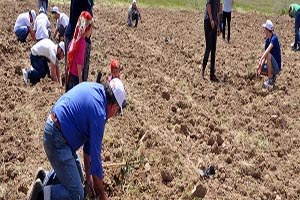 Yırca ya 6 bin fidan