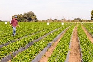 Çiftlik kurana devlet desteği