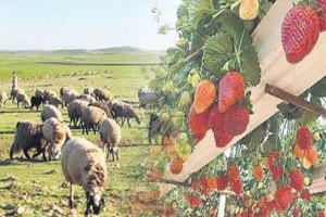 Güneydoğu da 420 köye 46 milyon lira destek