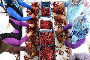 Kiraz ihracatında Rusya endişesi