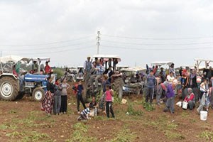 Adana da Dar Gelirli Vatandaşlar Patates Tarlasına Koştu