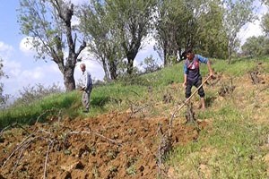 Kulp ta Bağ Belleme Dönemi Başladı