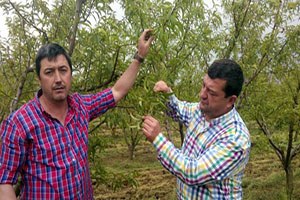 Şeftali İncir ve Armudu Soğuk Vurdu Rekolte Kaybı En Az Yüzde 50